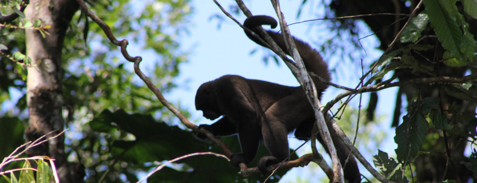 Wildlife deep in the Ecuador's  jungle 