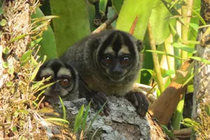 Family of Nocturnal Monkeys in Their Jungle Habitat