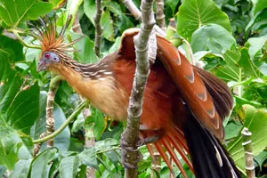 Hoatzin Bird Perched on Tree Branch in the Amazon Jungle