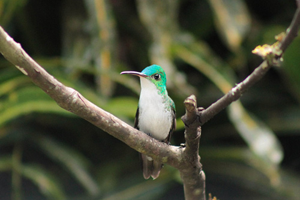 Birdwatching, waterfalls, and chocolate tours in Mindo on a guided one-day trip.