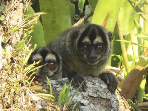 Amazon tours and activities in Ecuador rainforest