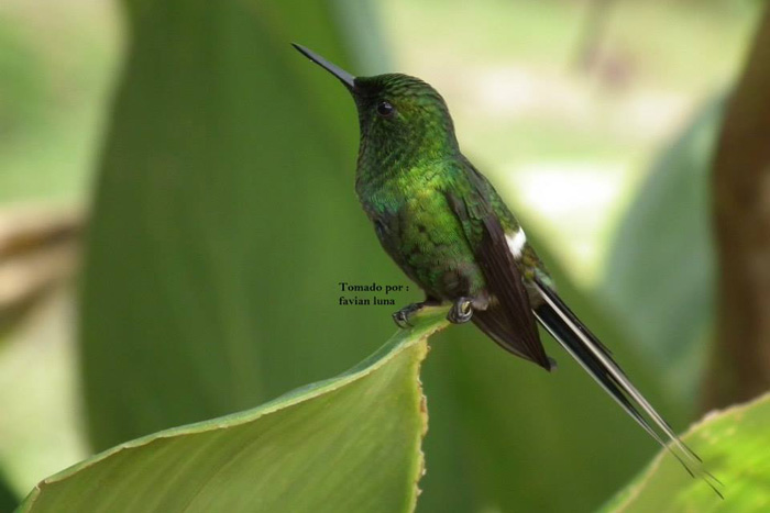 Mindo cloud forest tours and waterfalls